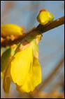 Macro-photographie et photo rapprochée